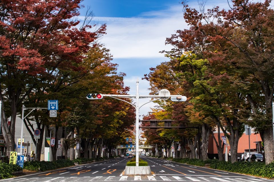 紅葉した並木が両側に続く、前橋の市街地の大通りの写真